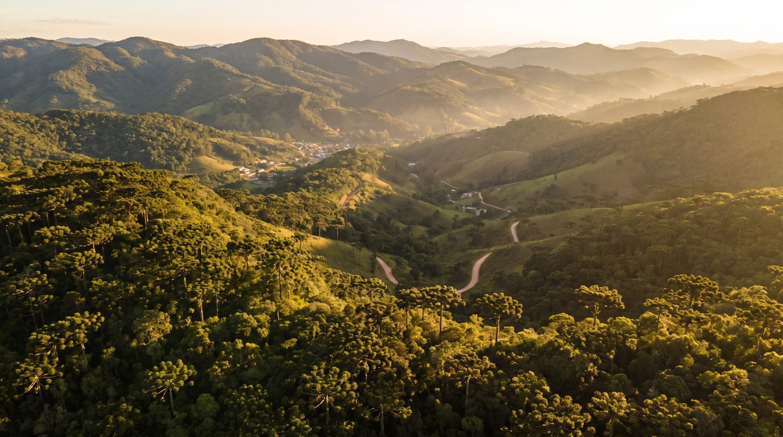 Foto aerea da mata de araucarias e das montanhas da Mantiqueira em Campos do Jordao