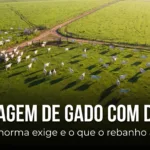 Contagem de gado com drone