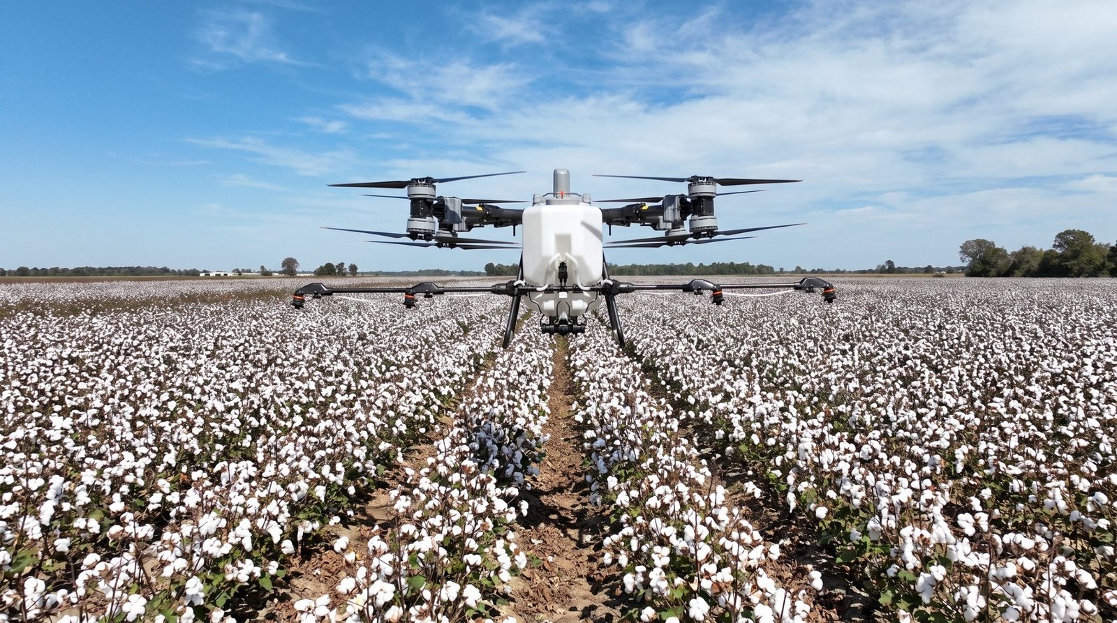 Drone agrícola voando baixo sobre algodão com capulhos abertos