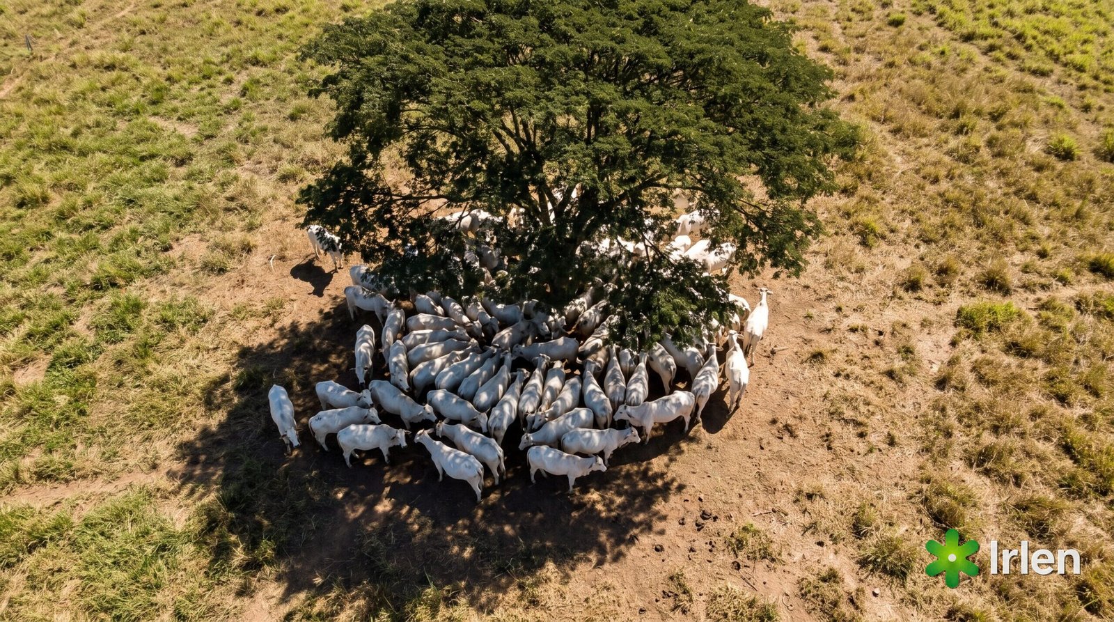 Vista aerea de um lote de gado nelore amontoado na sombra de uma arvore, com os corpos encostados uns nos outros