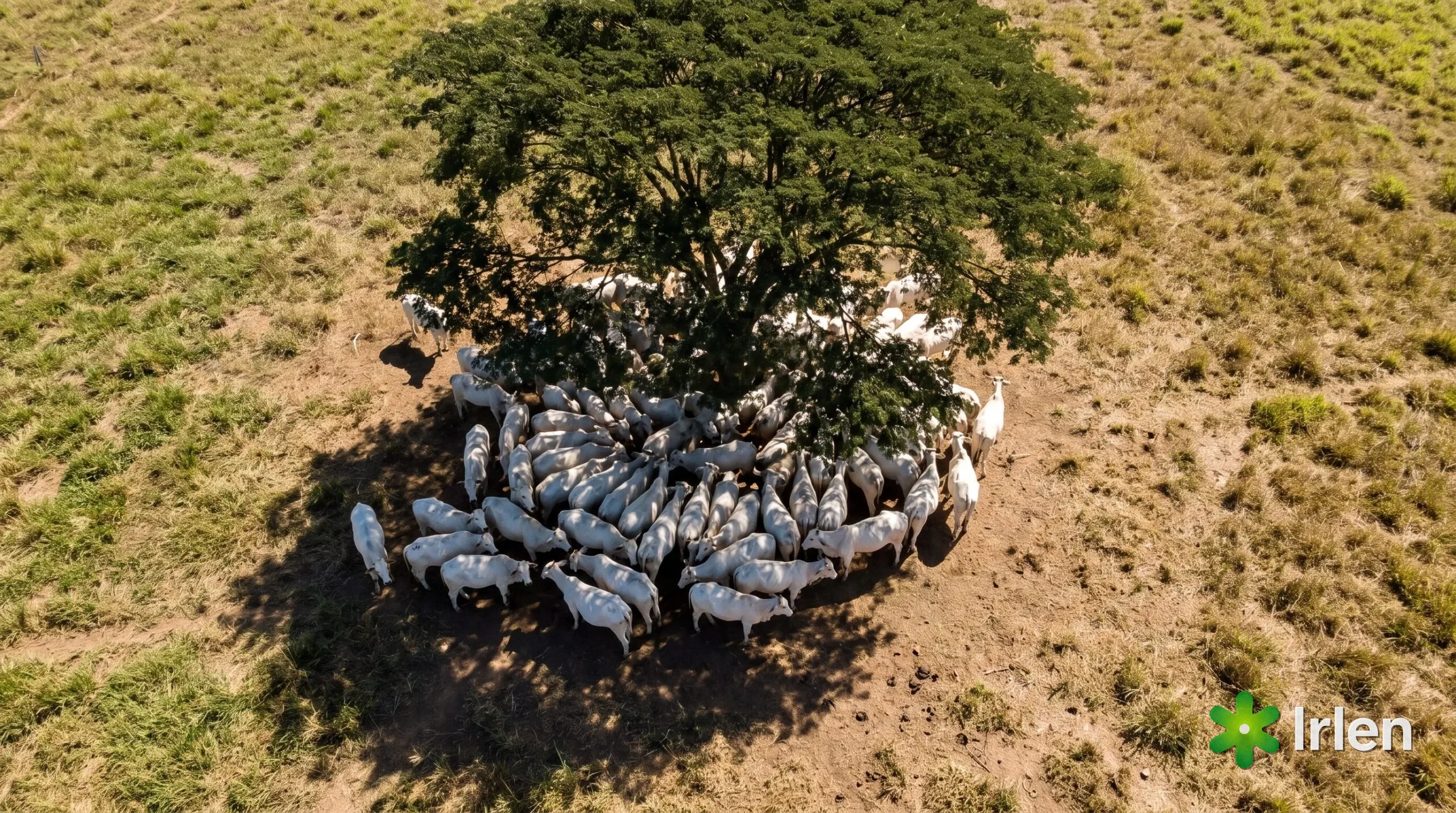 Vista aerea de um lote de gado nelore amontoado na sombra de uma arvore, com os corpos encostados uns nos outros