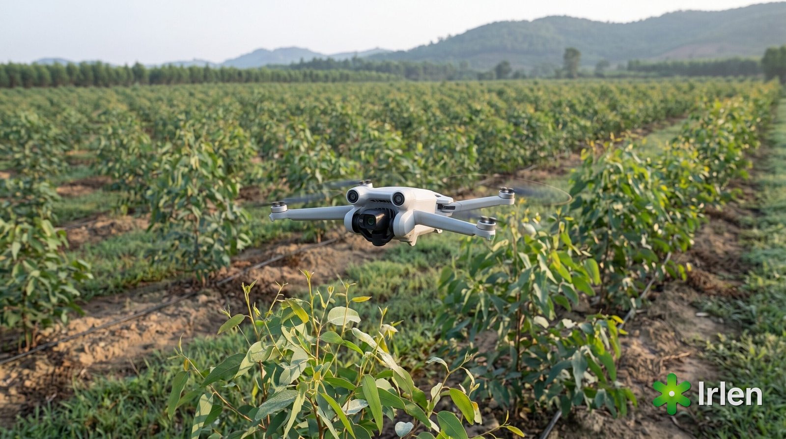 Drone sobrevoando fileiras de eucalipto jovem pela manhã