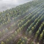 Vista aérea de plantação de eucalipto com fileiras alinhadas e névoa