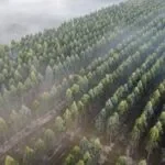 Vista aérea de plantação de eucalipto com fileiras alinhadas e névoa