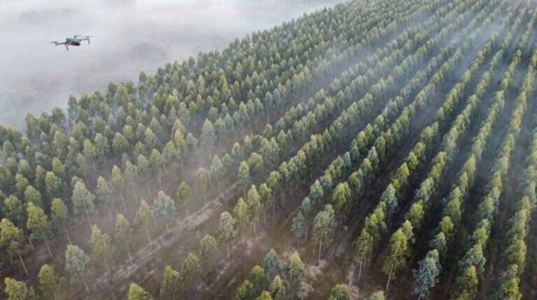 Vista aérea de plantação de eucalipto com fileiras alinhadas e névoa