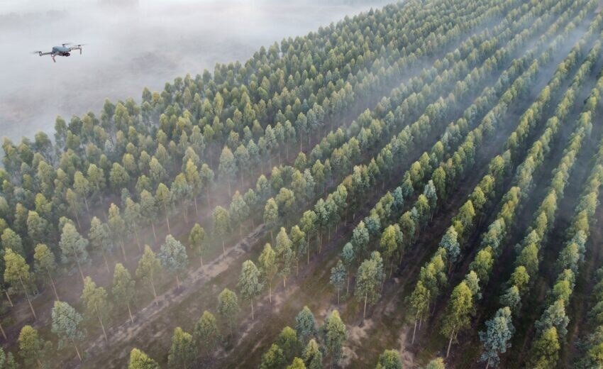 Inventário florestal com drone: como funciona e quanto vale esse serviço (2026)