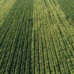 Vista aérea de lavoura verde com variações sutis de vigor entre as linhas