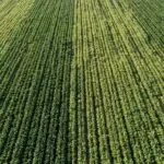 Vista aérea de lavoura verde com variações sutis de vigor entre as linhas