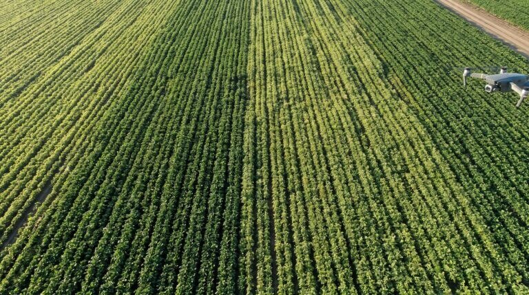 Vista aérea de lavoura verde com variações sutis de vigor entre as linhas
