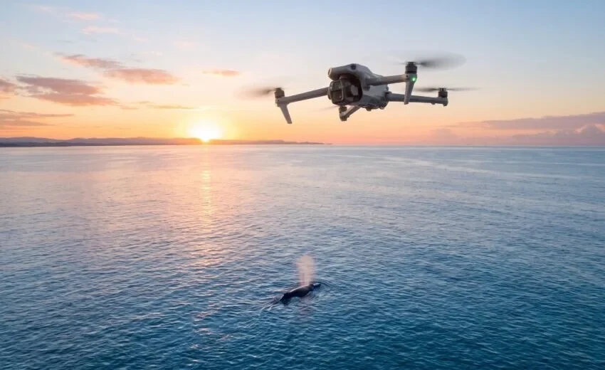 Pode filmar baleia com drone? A altura mínima e o limite de 30 minutos da regra nova (2026)
